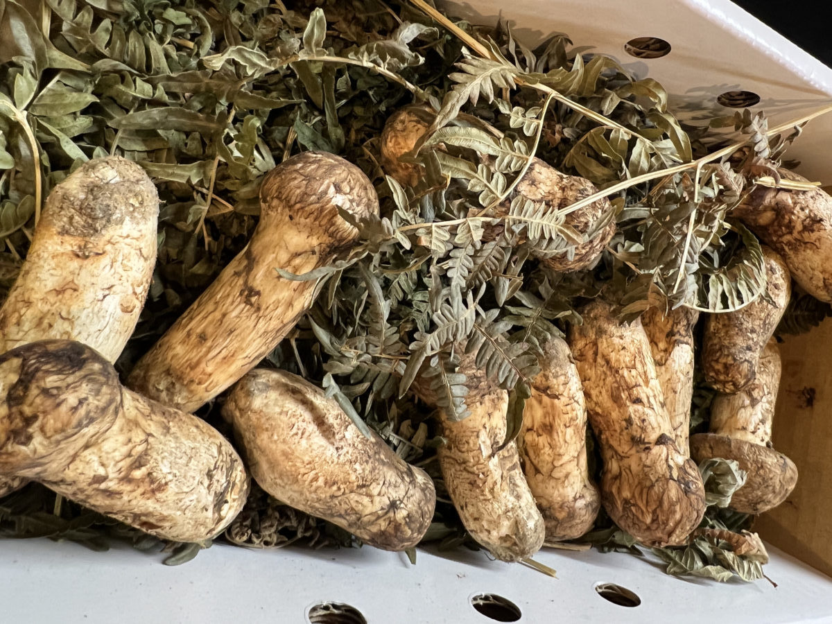 松茸・大山ホルモン・遊座大山・焼肉